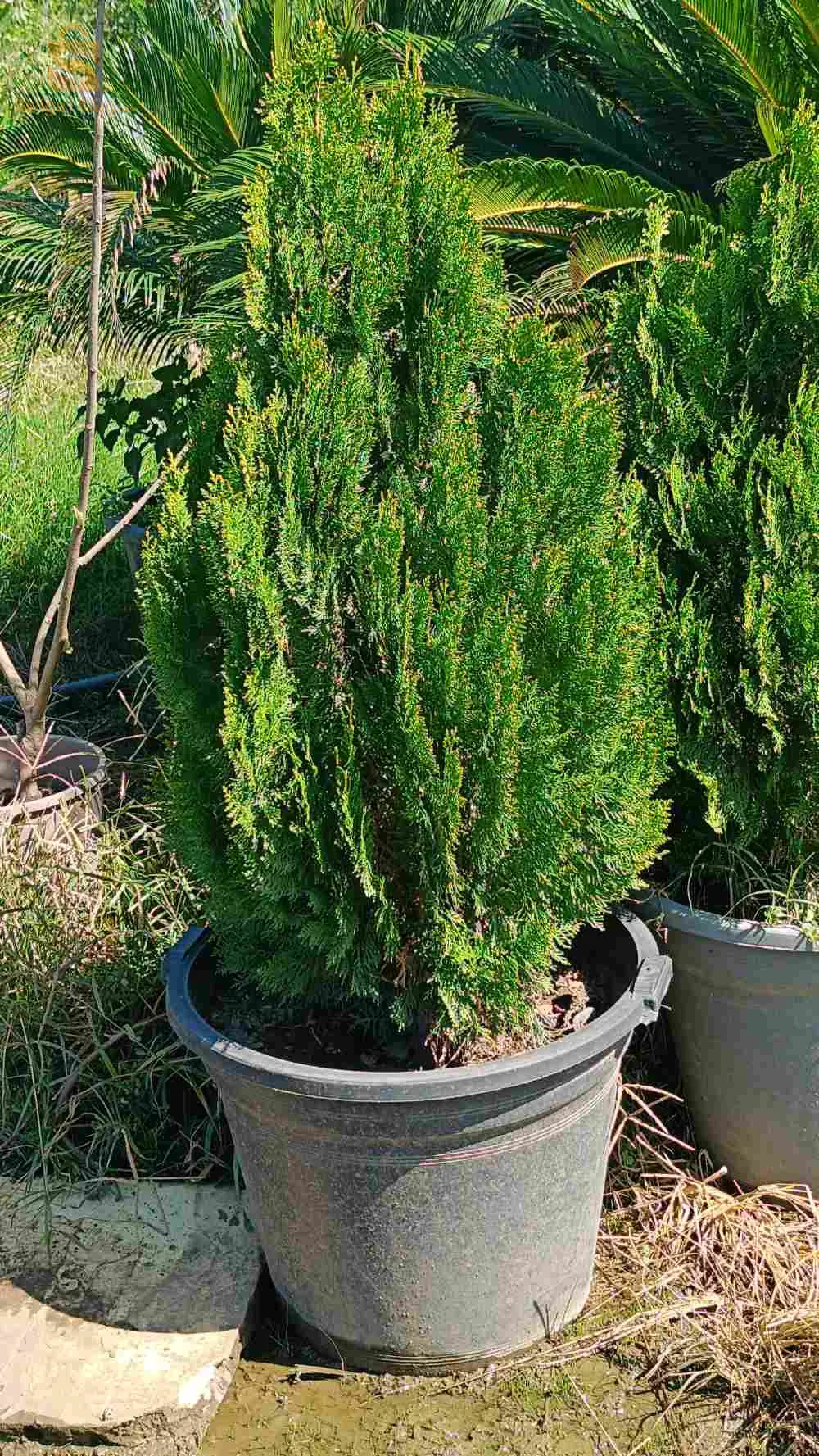 بيع وتركيب العشب الطبيعي .نبات الزينة.أشجار.نظام السقي.......كل مايتعلق بالحدائق..........