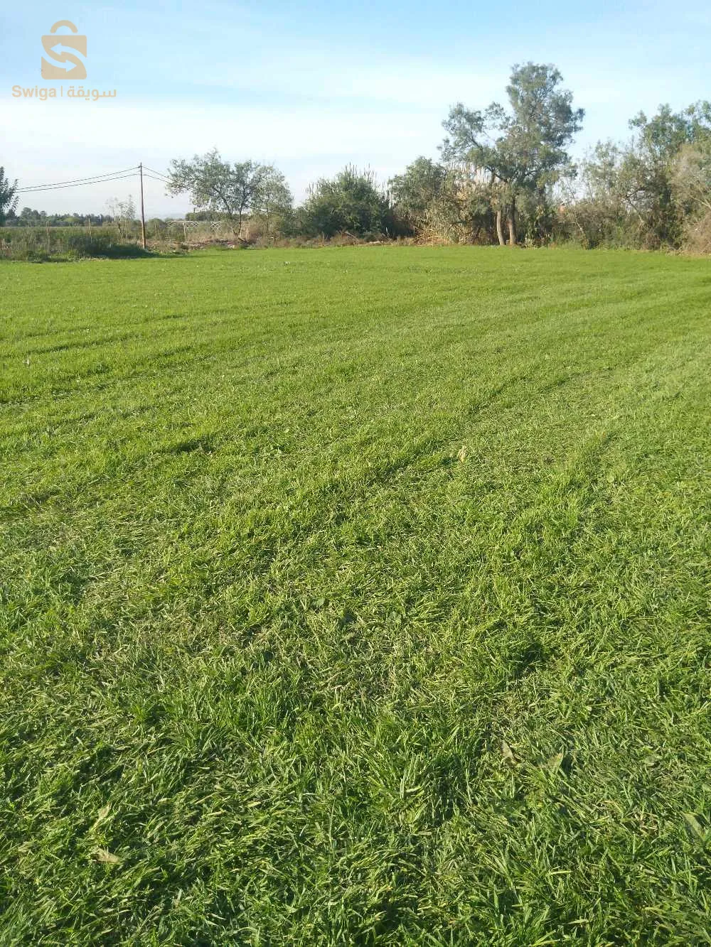 اعداد الديكورات تهيئة الحدائق