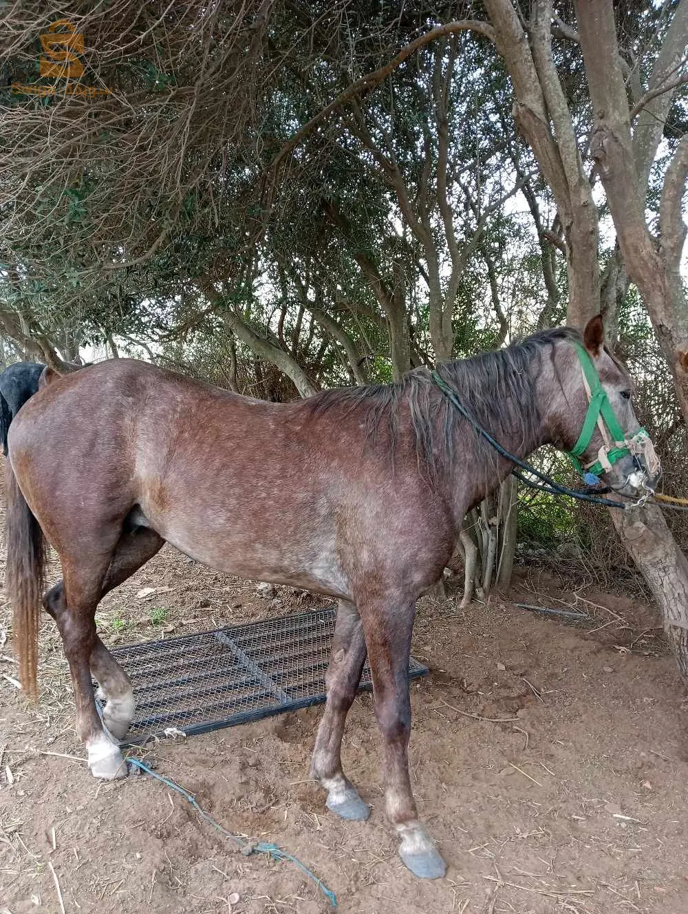 خيول جميله