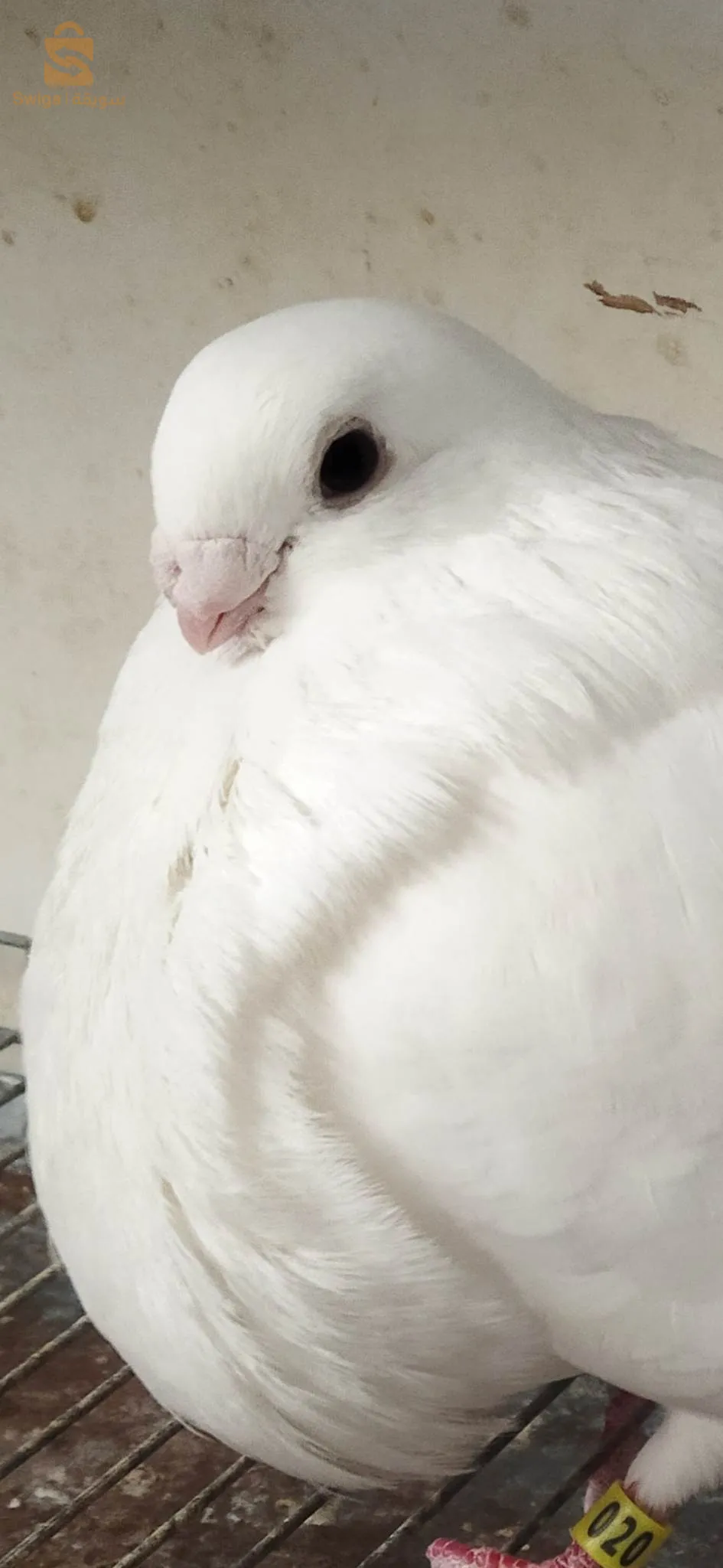 سيدي بلعباس