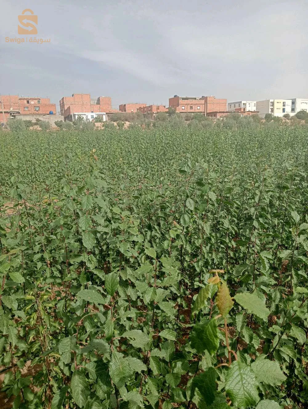 عين النحالة