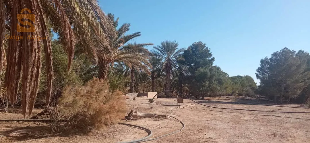 Exactly in the state of Biskra, in the municipality of Oumash, close to the airport, a plot of land of 10 hectares, four trains planted with 430 palm trees, and the rest is an empty area with apricot trees, pomegranates, olives, and kratos, with 2 forages and clôturé in the village.
For more details, call 0551631890