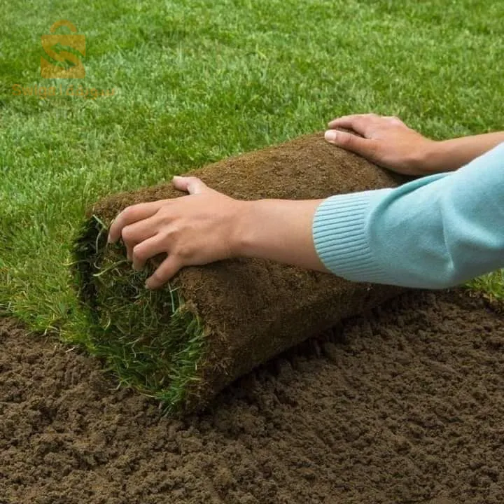 العناية بي المساحات الخضراء وغرس العشب الطبيعي وديكور