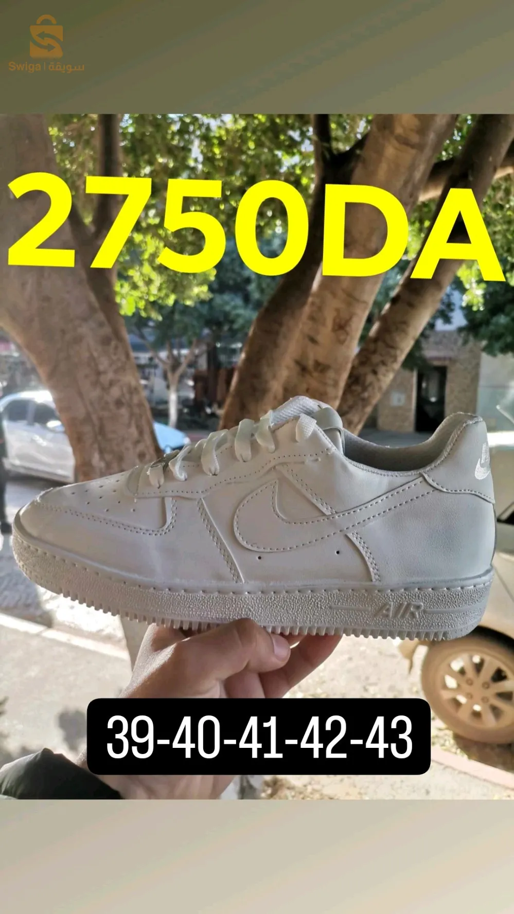 شلف سونطر لاسيتي