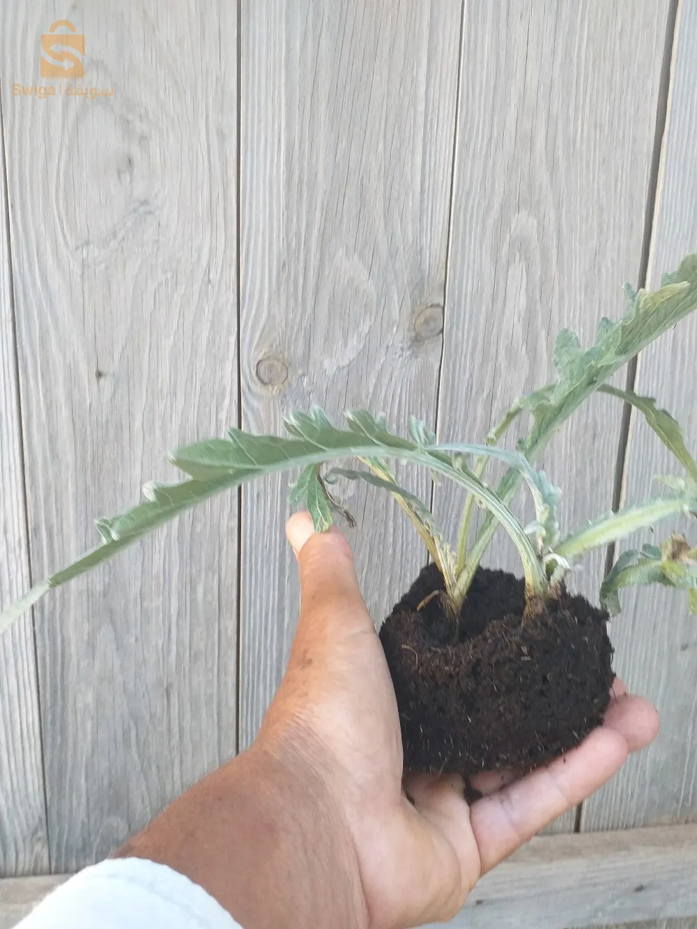 بيع  نقلة  قرنون