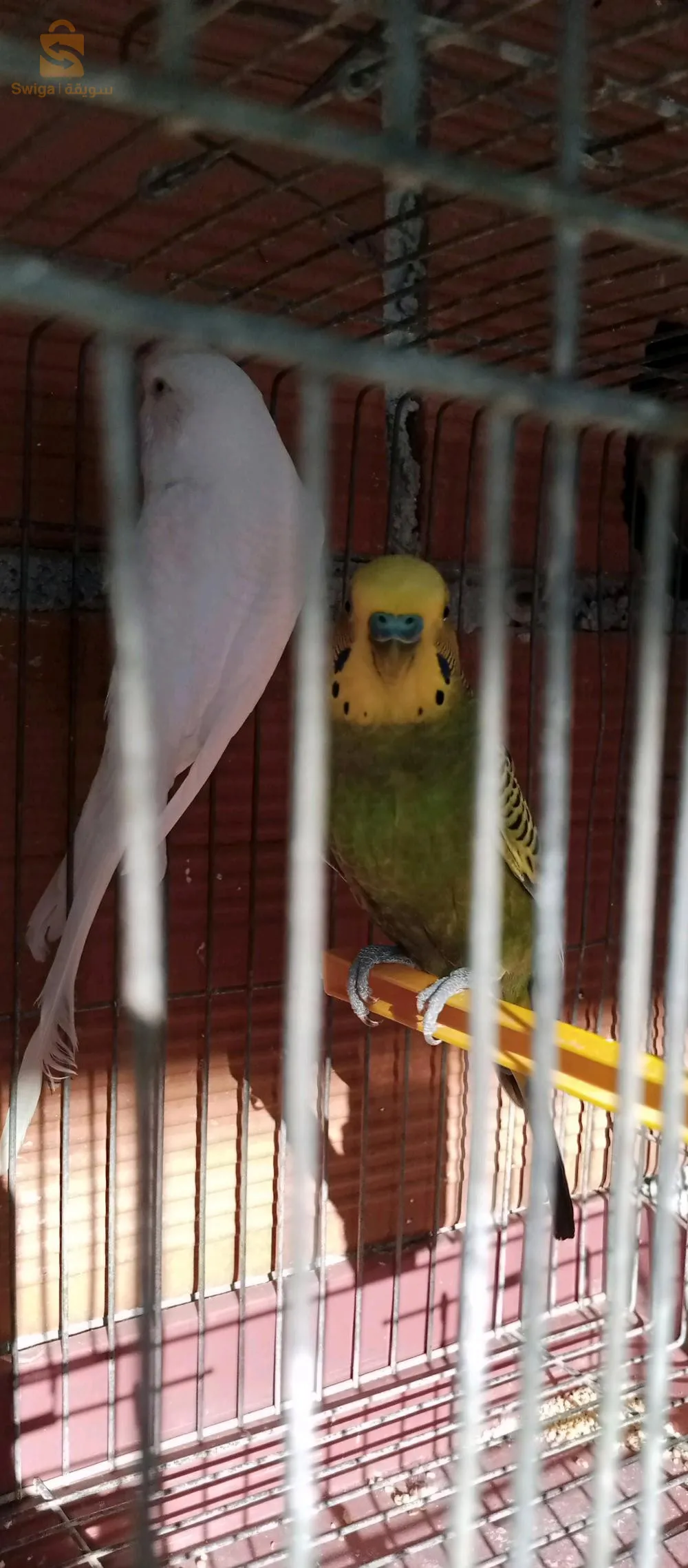 زوج(ذكروانثى) من طائر البادجي