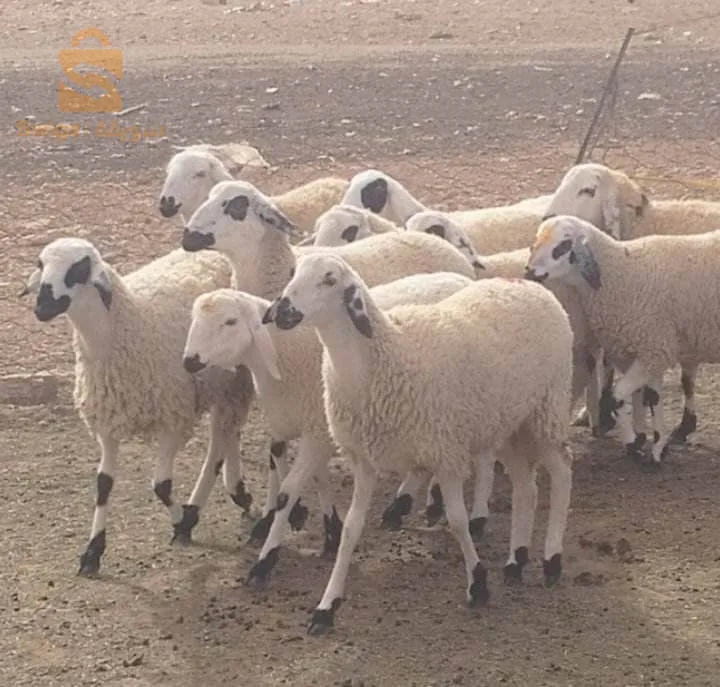 20حولية صردية فالحر للبيع مكان الشلف لي شاري يتصل 0772474256