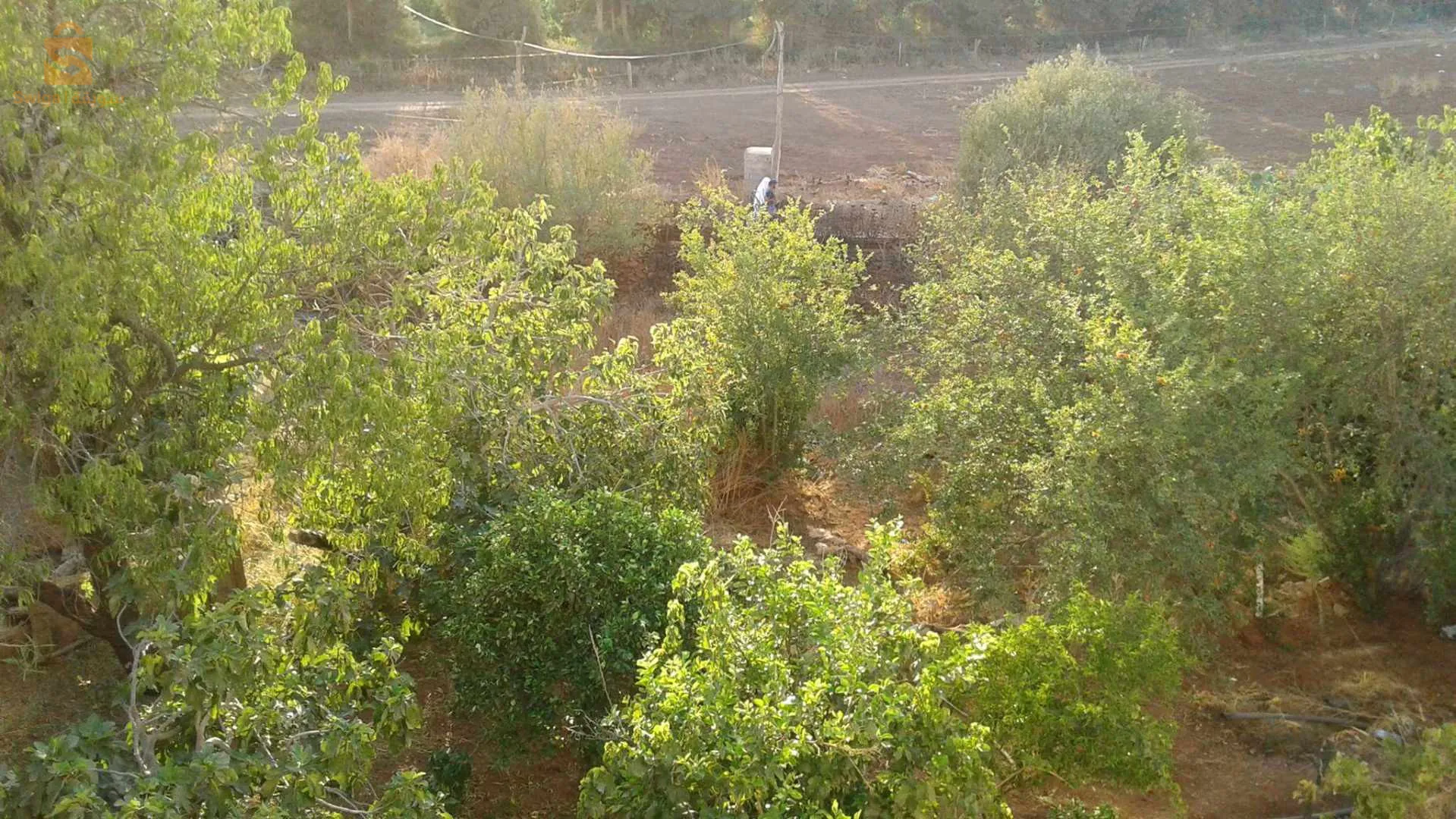 البريدية
