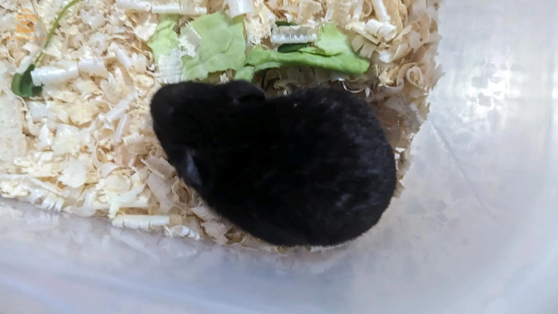 الجزائر العاصمة