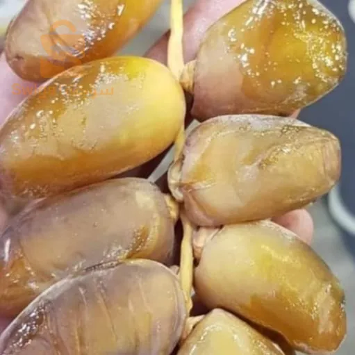 شمروخ