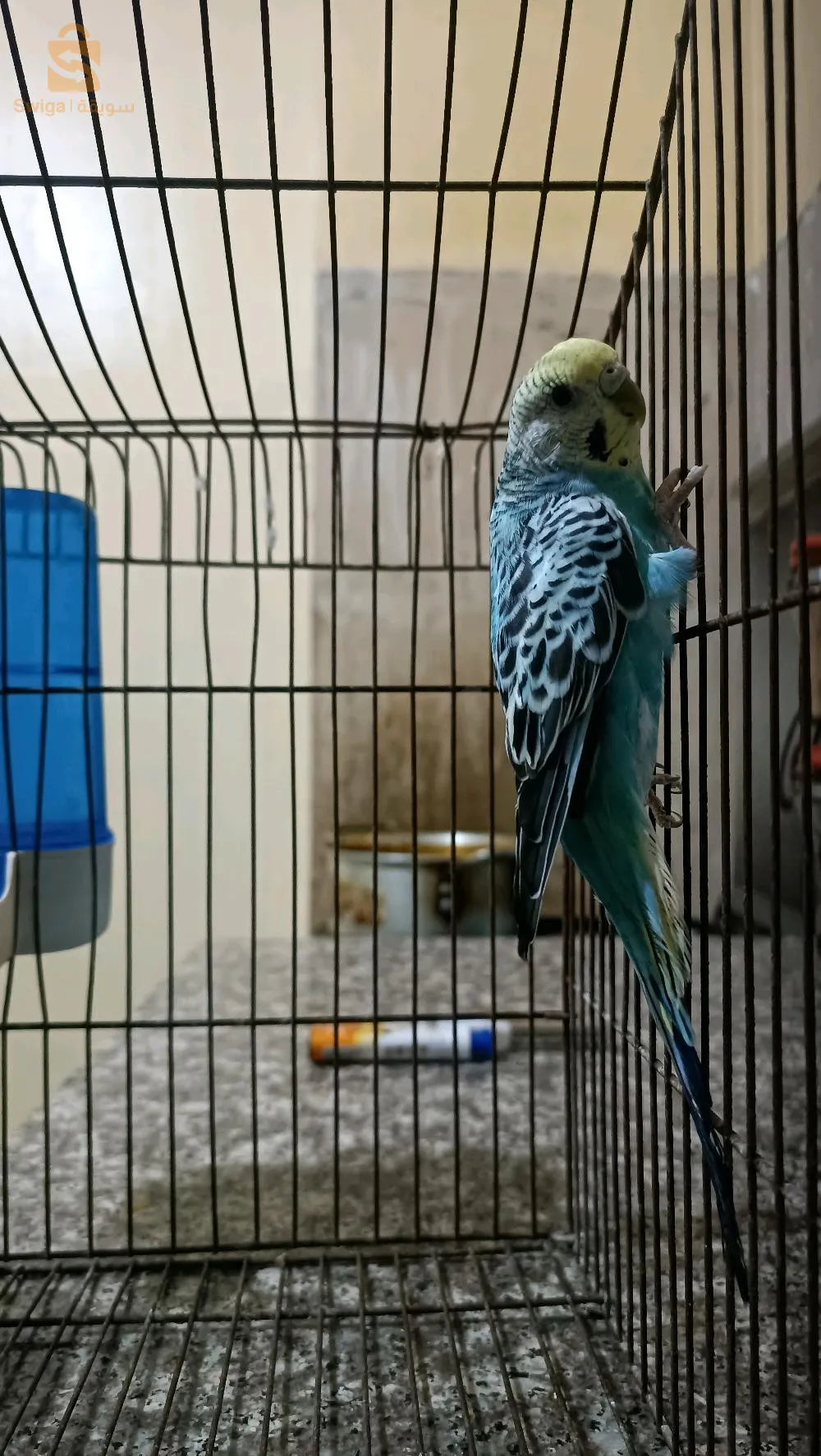 طائر بيريش للبيع