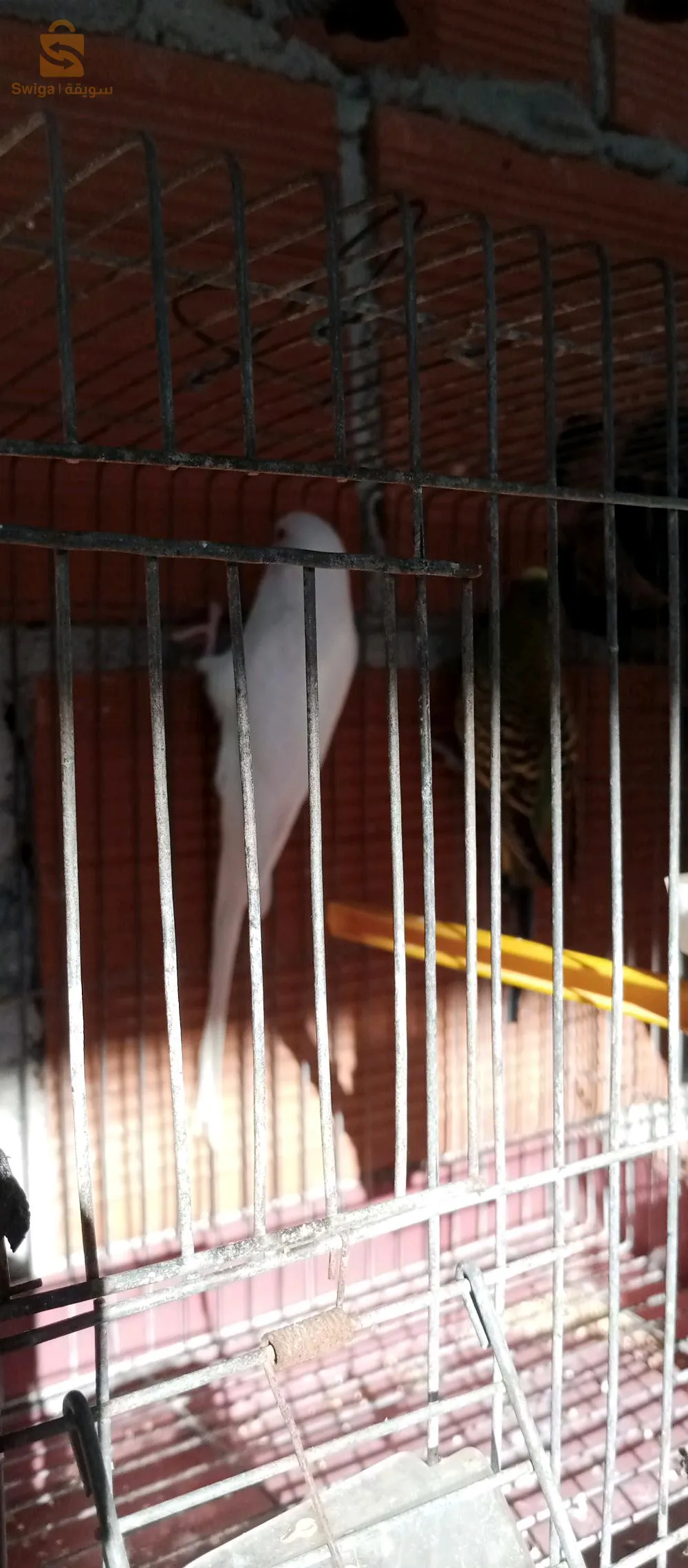 زوج(ذكروانثى) من طائر البادجي