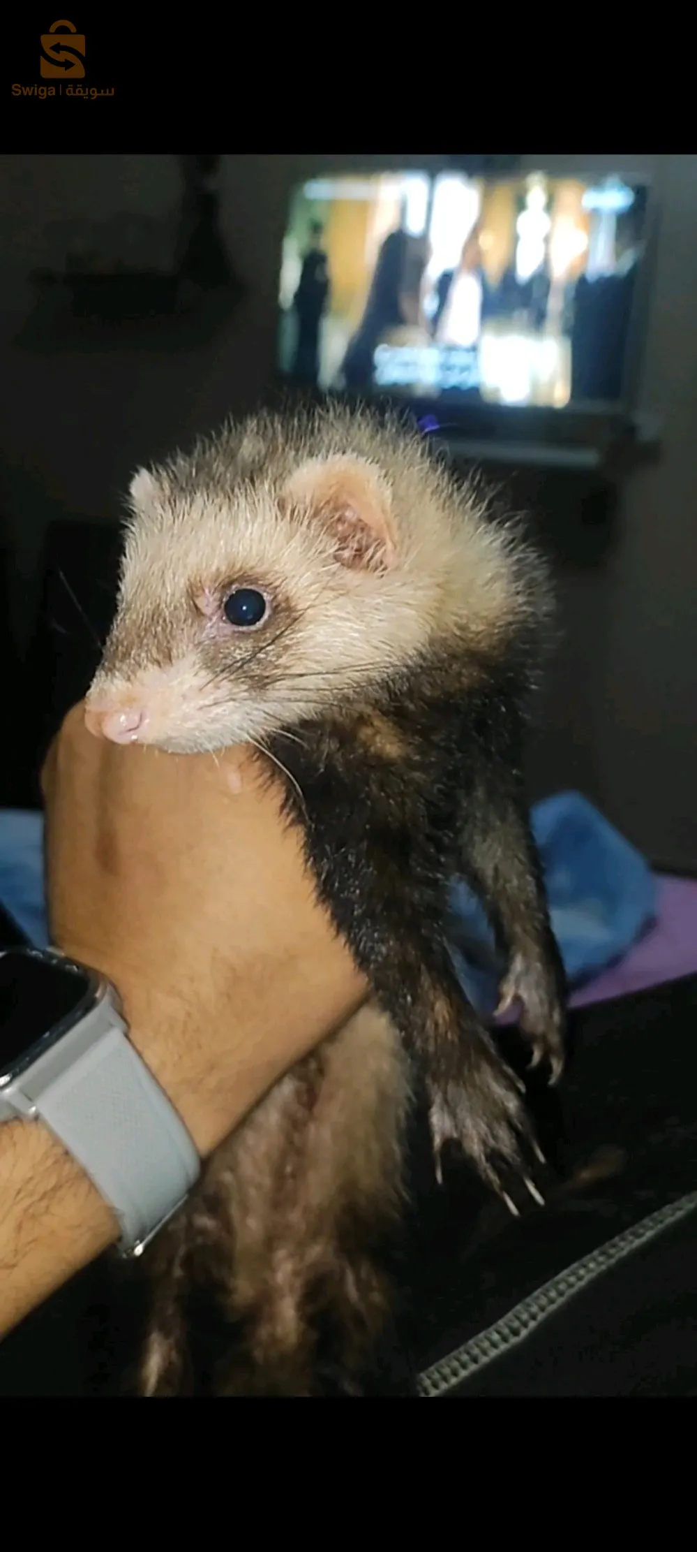 shepherd ferret