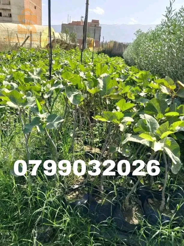 اشجار الفاكهة و اشجار تزيينية و مضادات الرياح