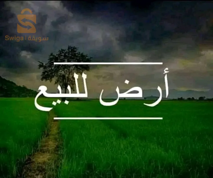 العلمة