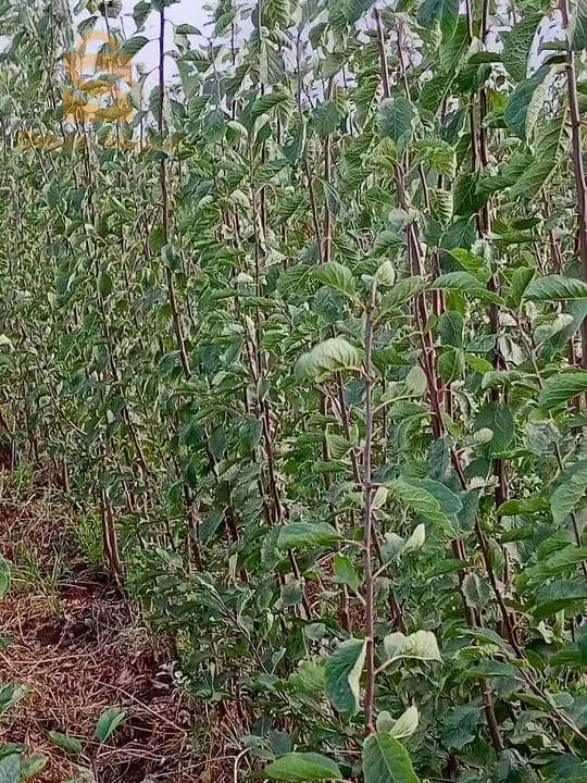 عين النحالة