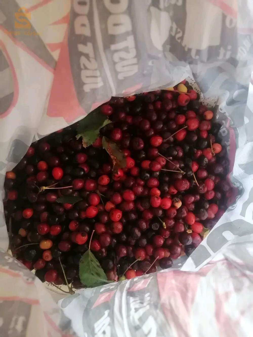 بدور كرز بري متوفر 7 كلغ