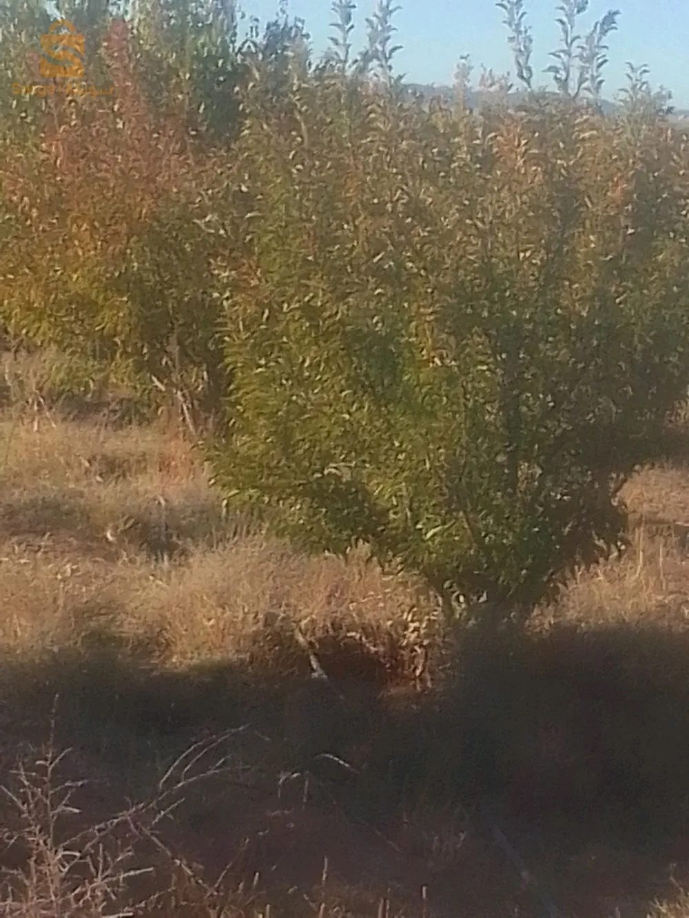 ارض فلاحية سبعط هكتارات