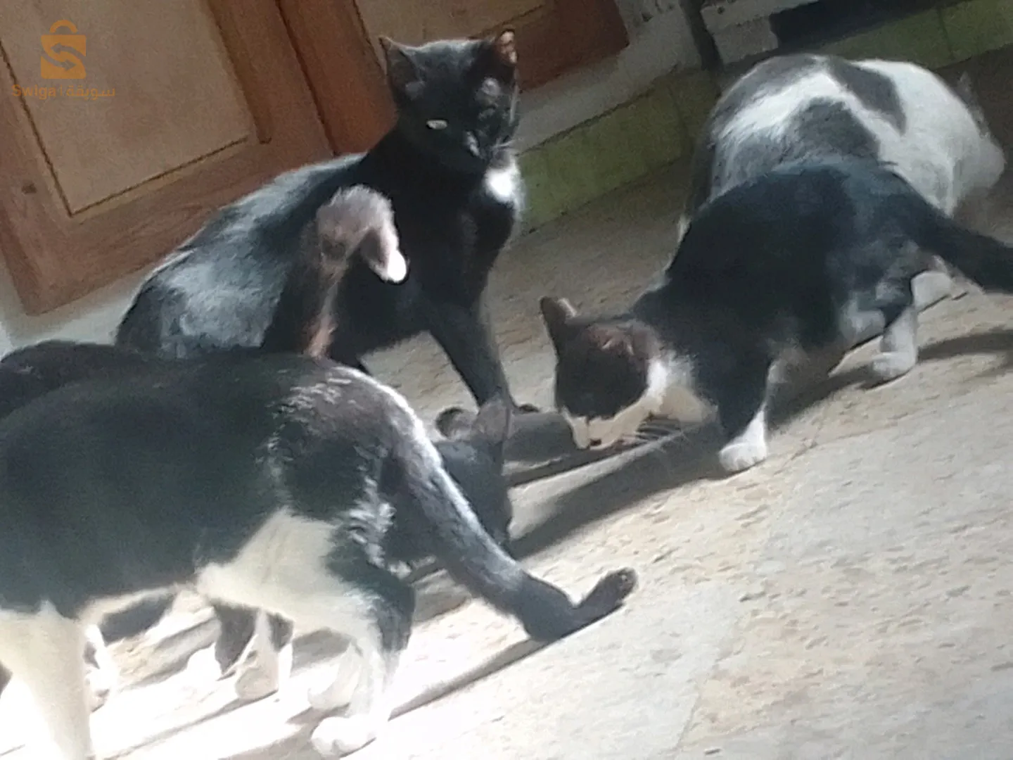 التبرع بقطط