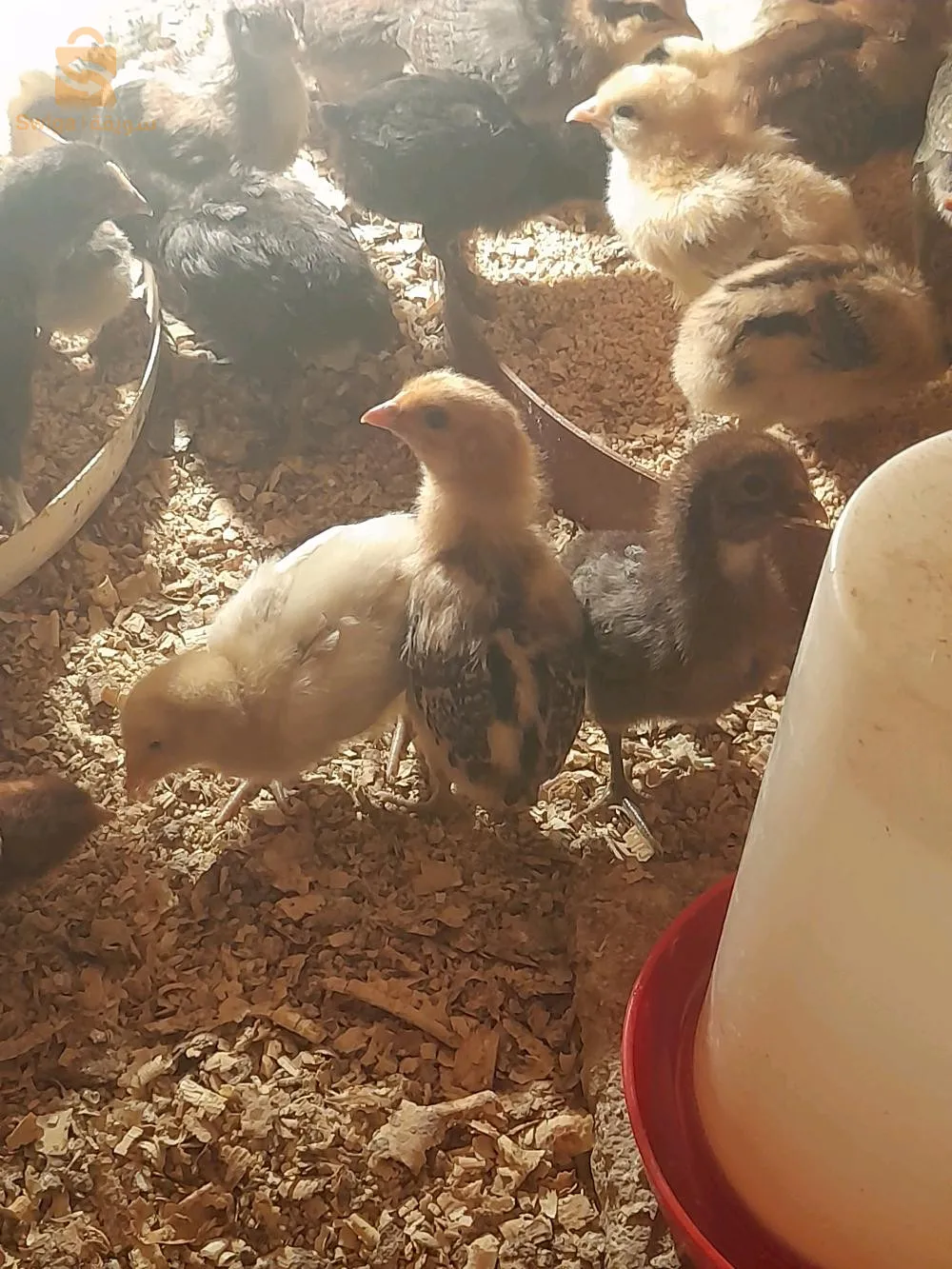 ولاية الشلف