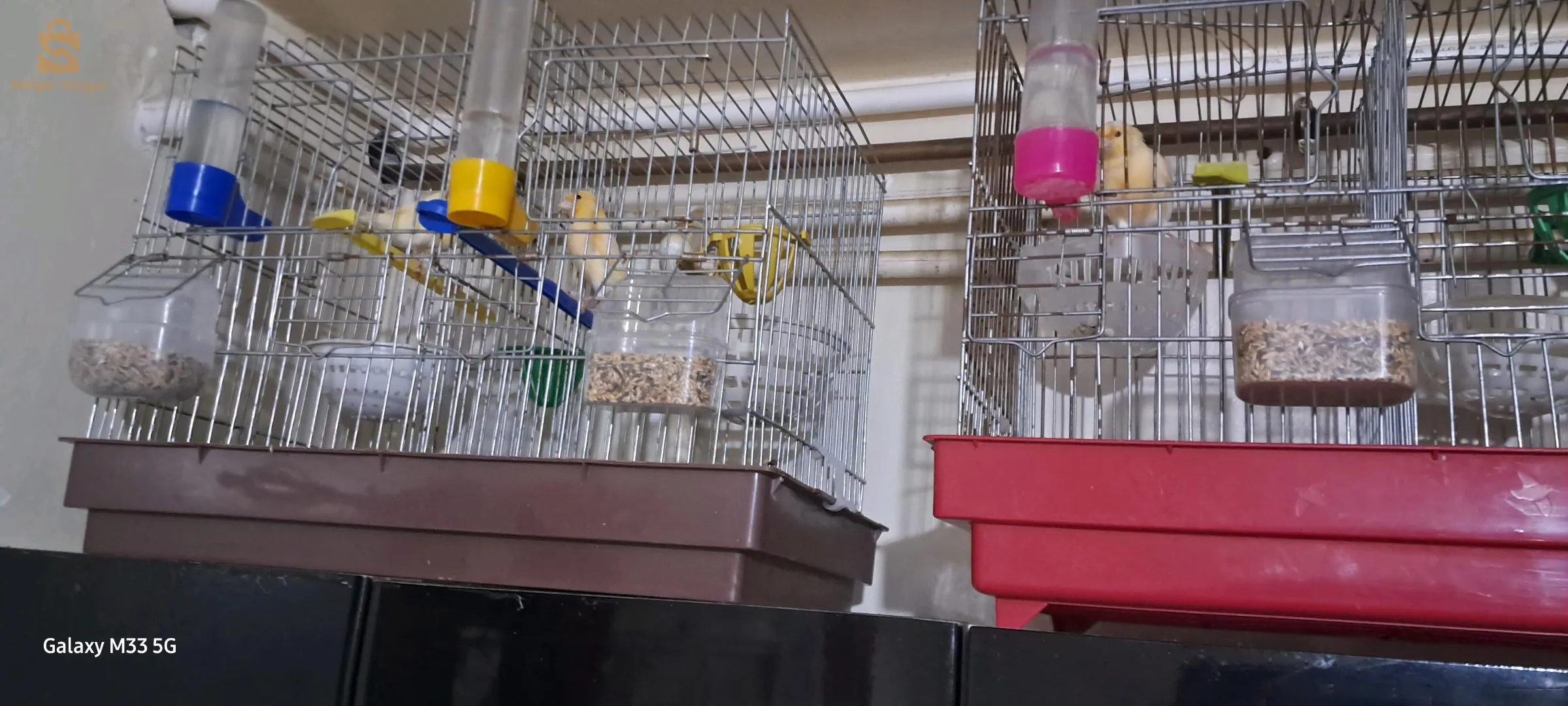 كاين فيمالات كناري نبيع ولا نبدل بليمال وكاين حمامة شابة و فيشر و كوبلات بيريش