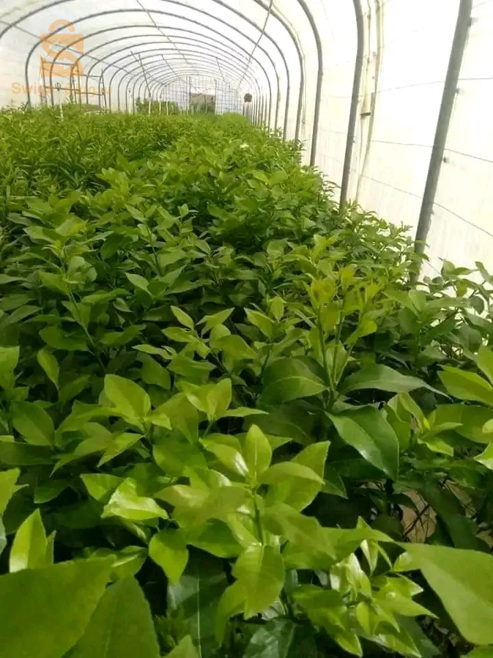 اشجار الفاكهة و اشجار تزيينية و مضادات الرياح