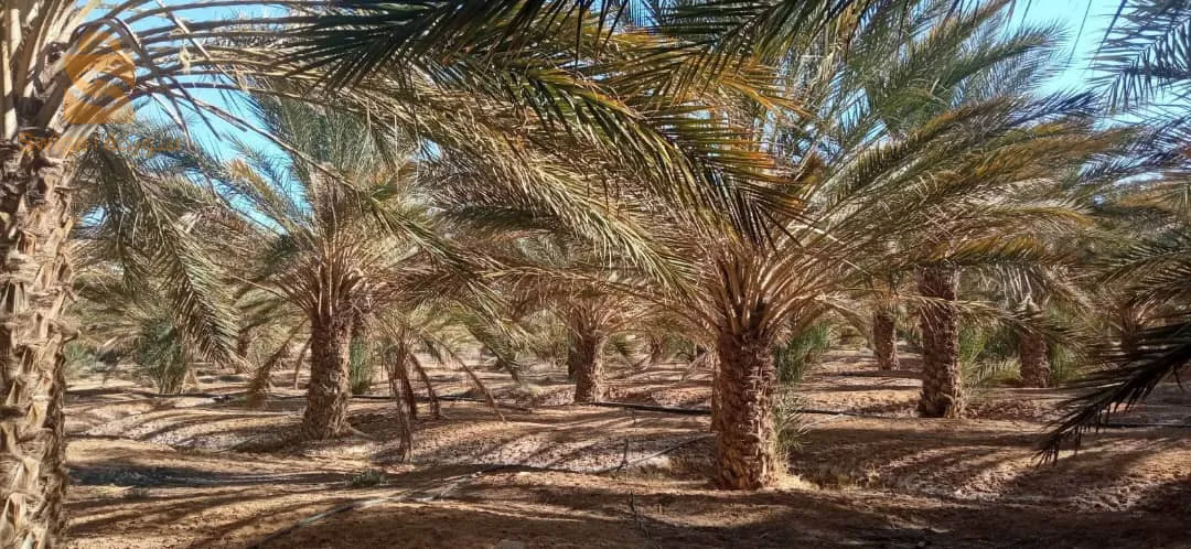 Exactly in the state of Biskra, in the municipality of Oumash, close to the airport, a plot of land of 10 hectares, four trains planted with 430 palm trees, and the rest is an empty area with apricot trees, pomegranates, olives, and kratos, with 2 forages and clôturé in the village.
For more details, call 0551631890