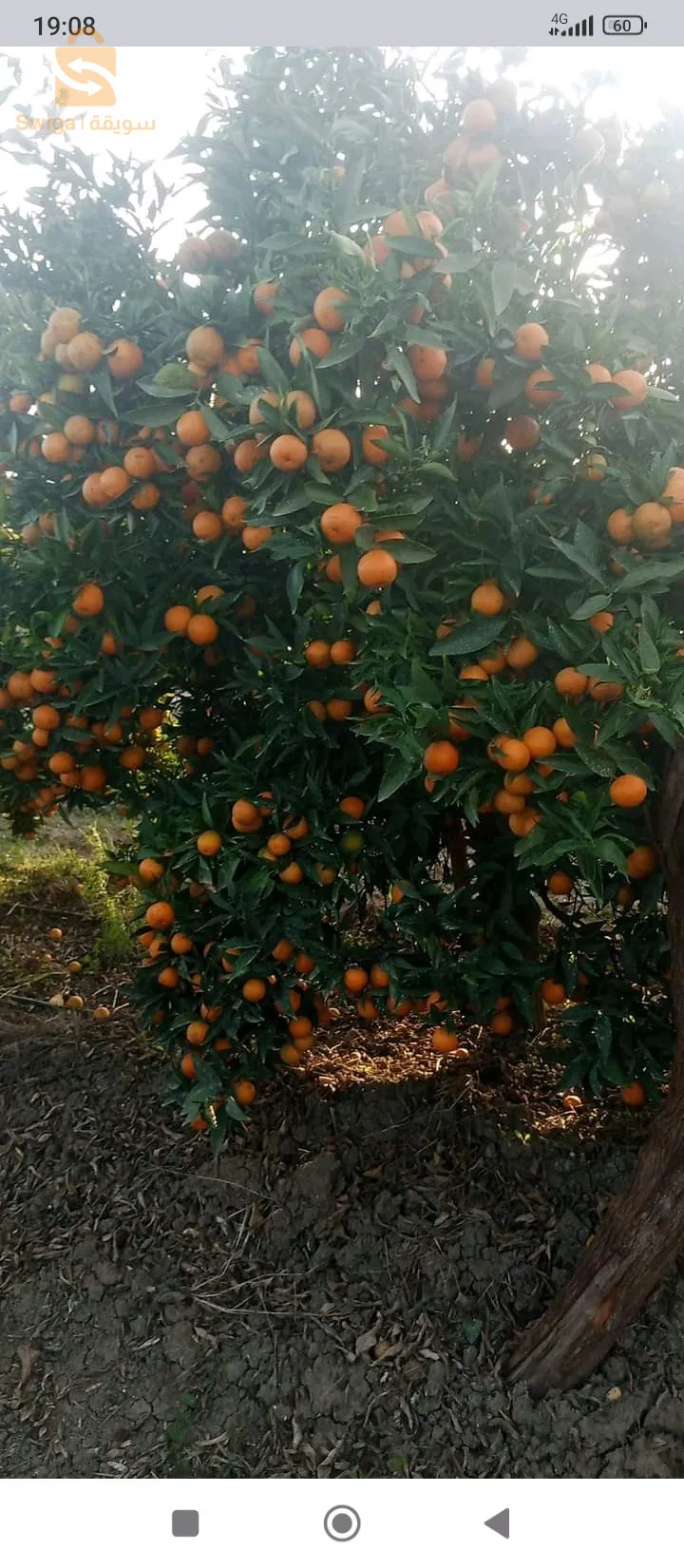 بائع الحمضيات بكل انواعها