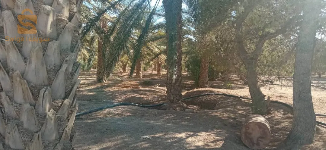 Exactement dans l'Etat de Biskra, dans la commune d'Oumache, à proximité de l'aéroport,