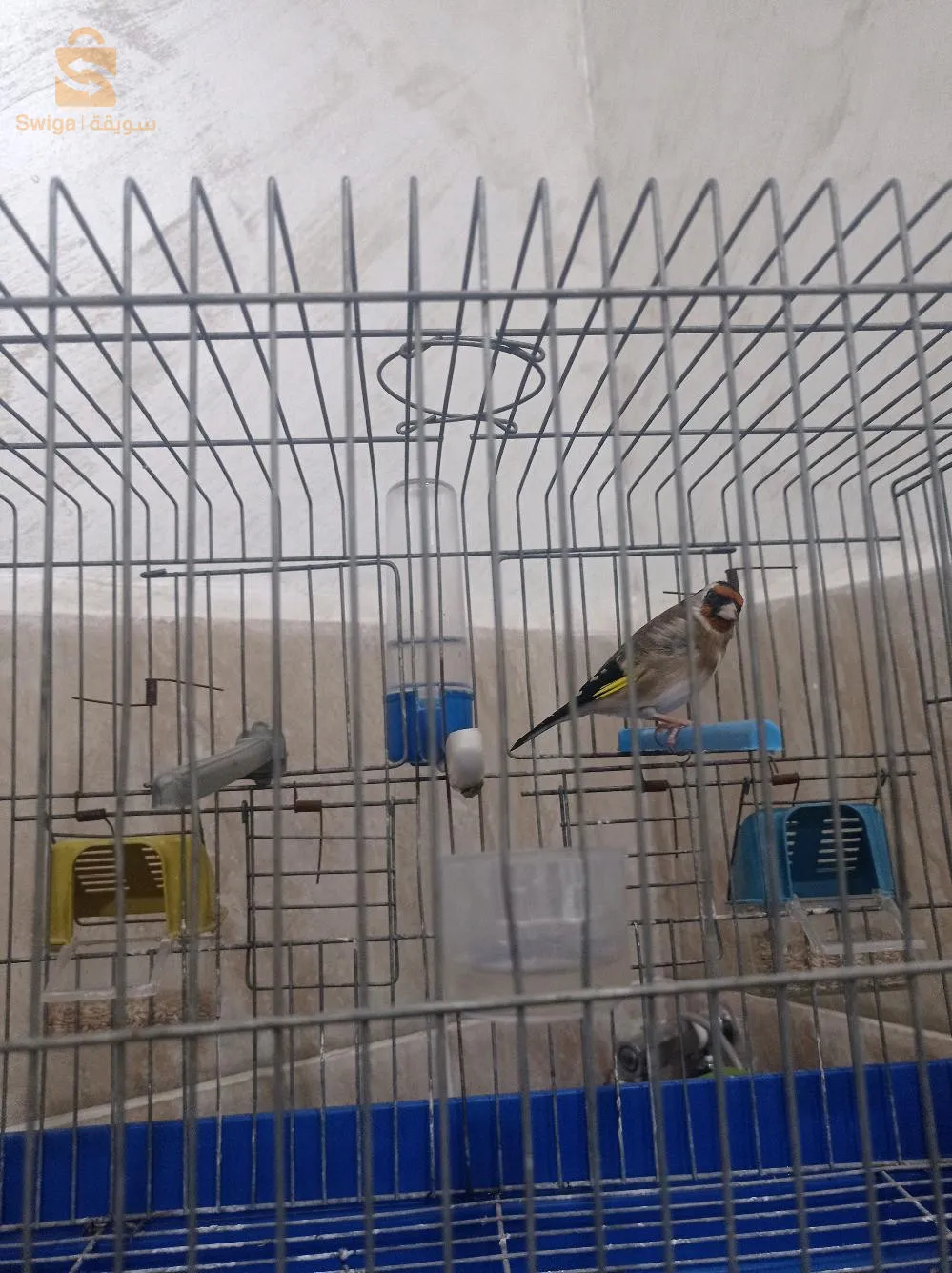 مقنين خلوي 3 سنين