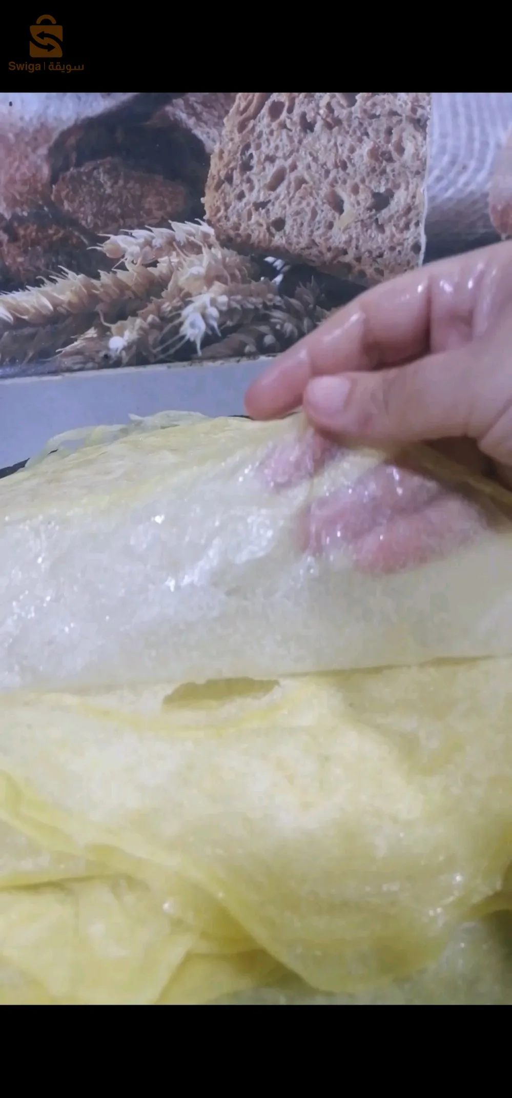 القبة lotissement