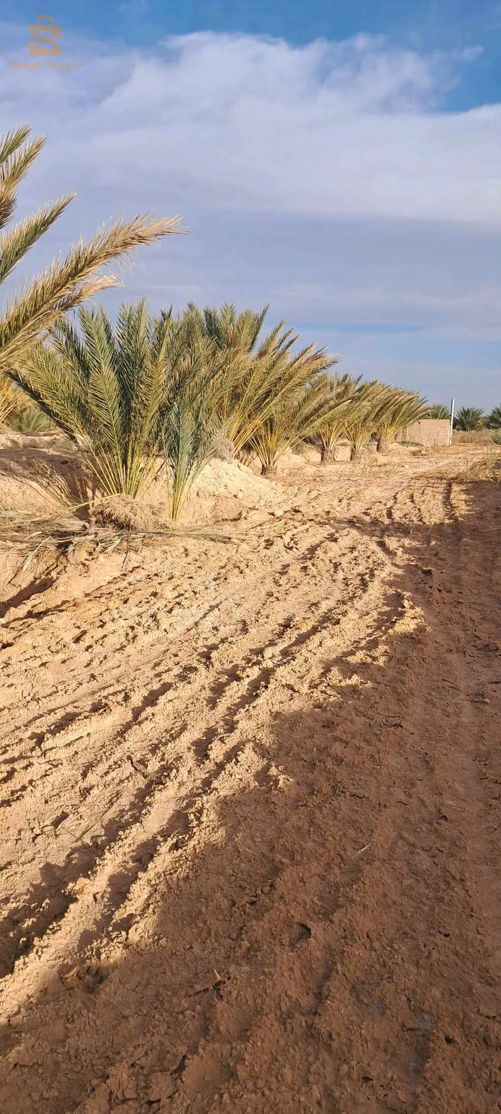 جنان نخيل للبيع