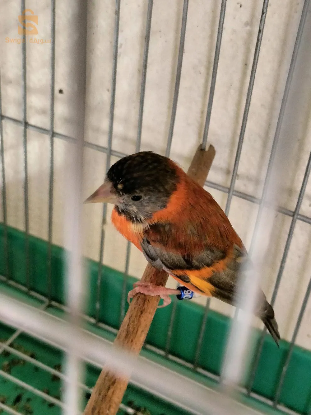 mal tarin Venezuela sd