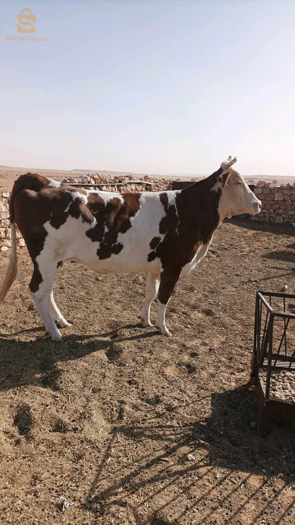 بقرة رباعية عشرة