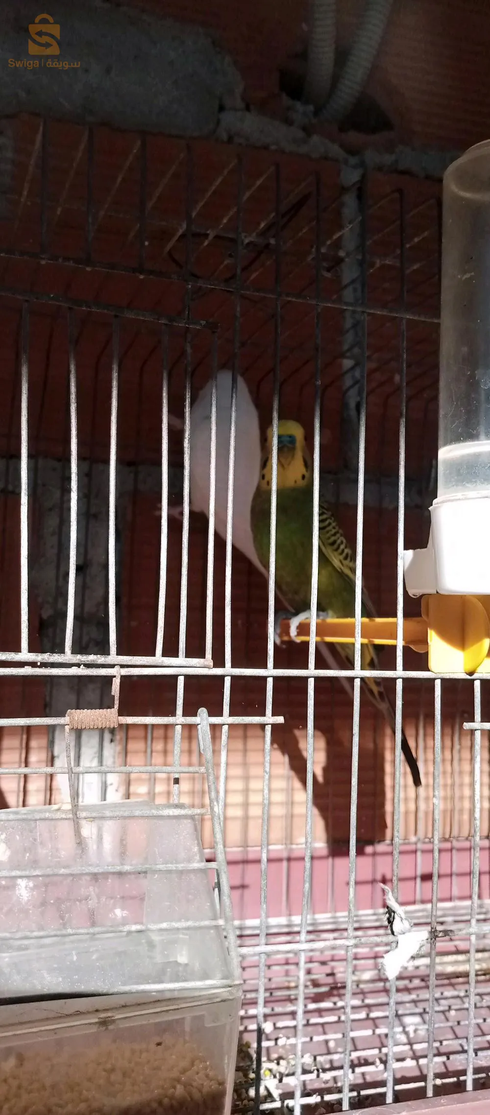 زوج(ذكروانثى) من طائر البادجي