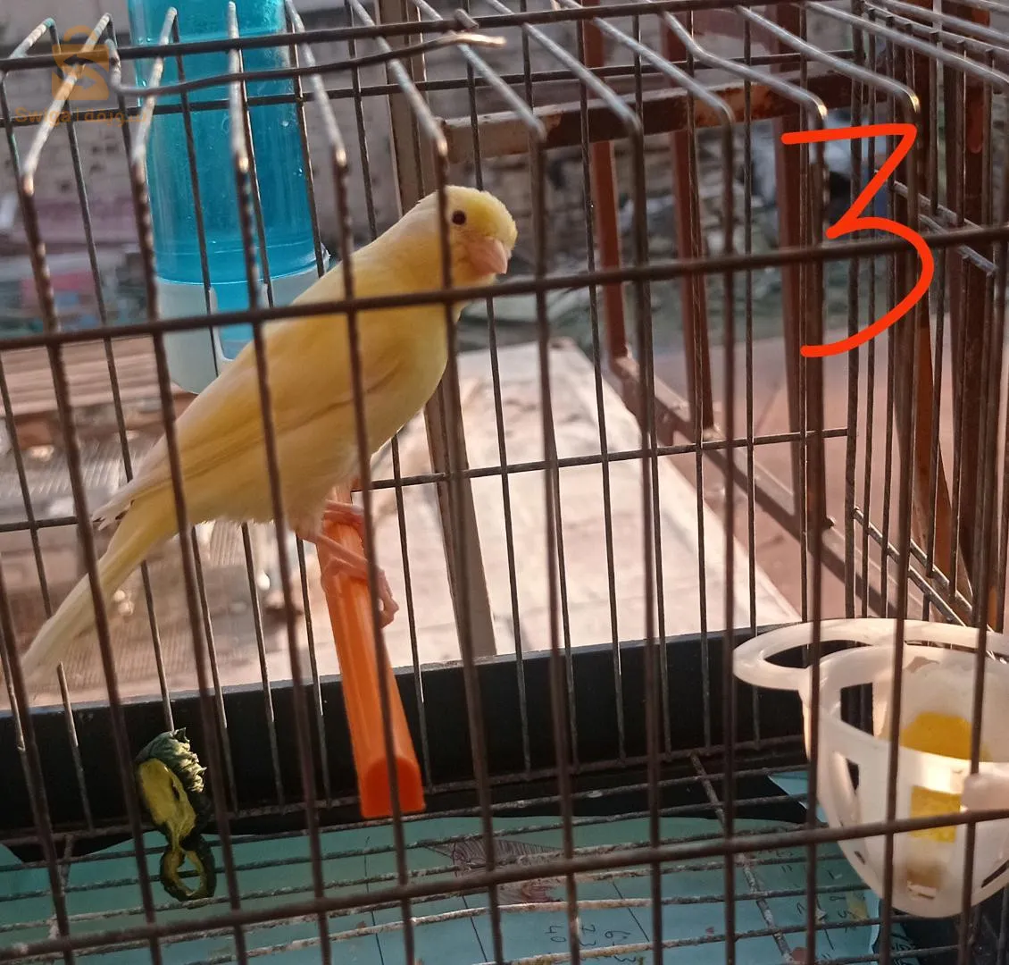 كناري اوردينار