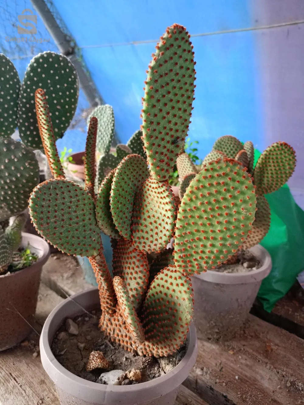 cactus 🌵🌵🌵🌵🌵🌵🌵🌵🌵🌵🌵