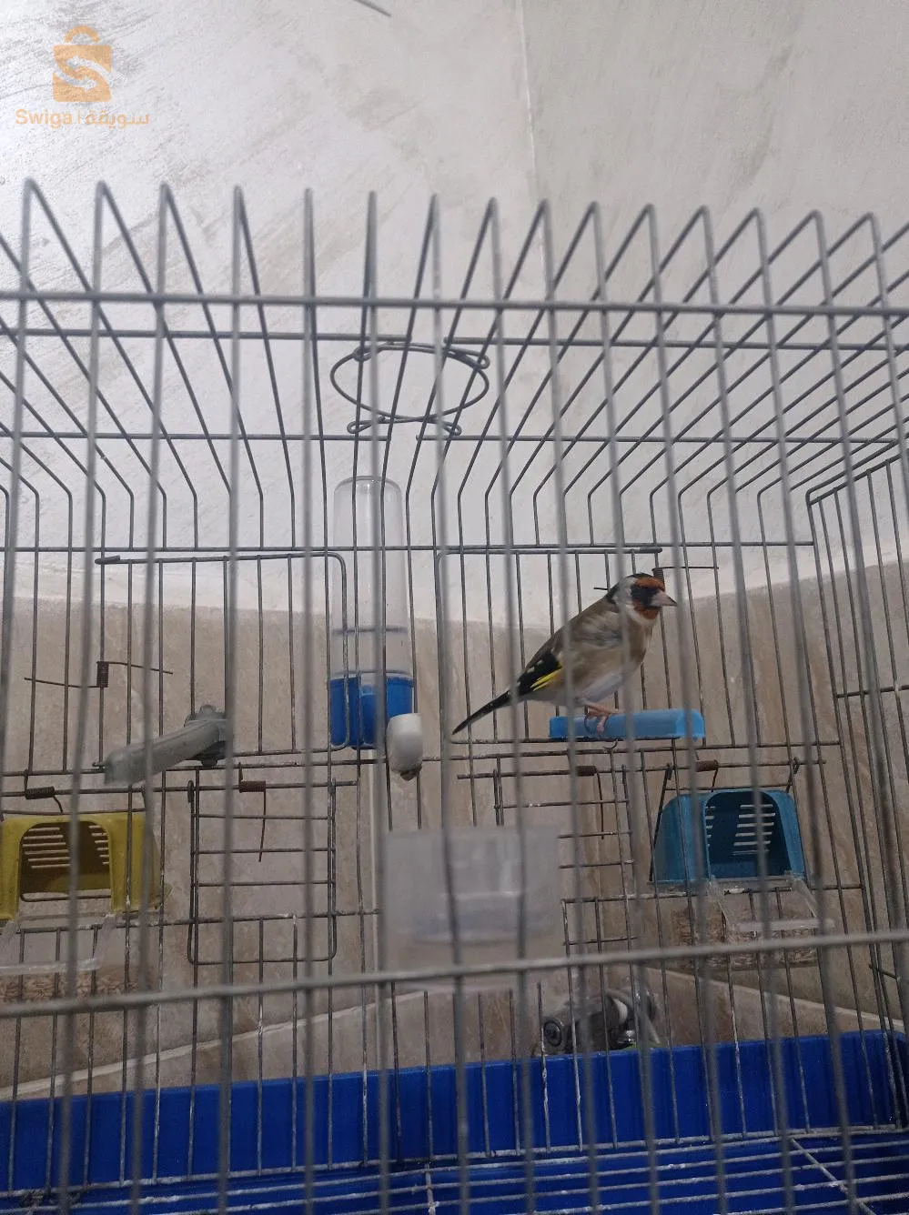 مقنين خلوي 3 سنين