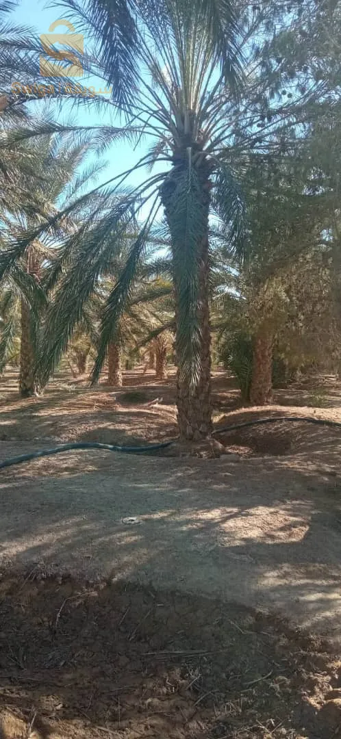 ولاية بسكرة بلدية اوماس قريبة على المطار