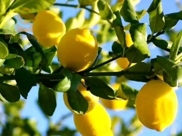 اشجار الفاكهة و اشجار تزيينية و مضادات الرياح