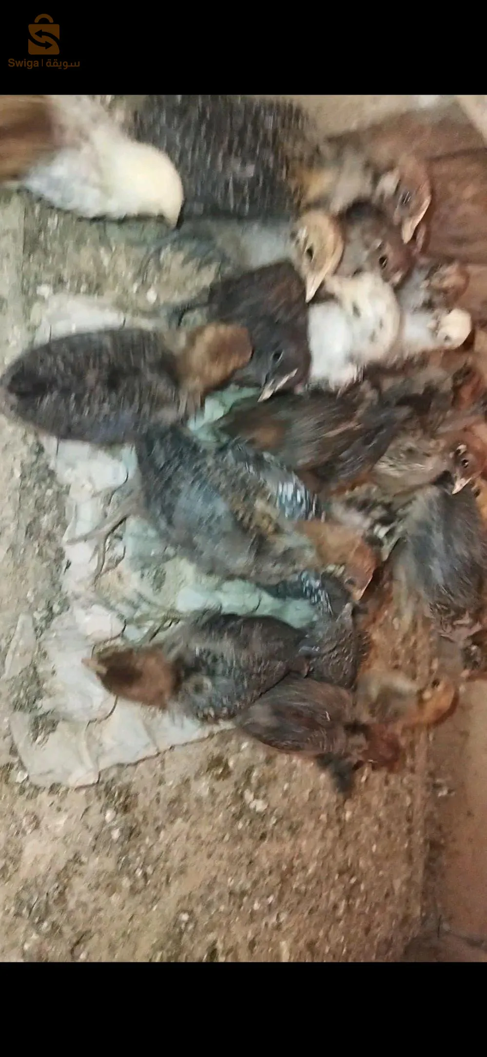 فلوس فيومي وعربي   عدة اعمار باسعار تنافسية