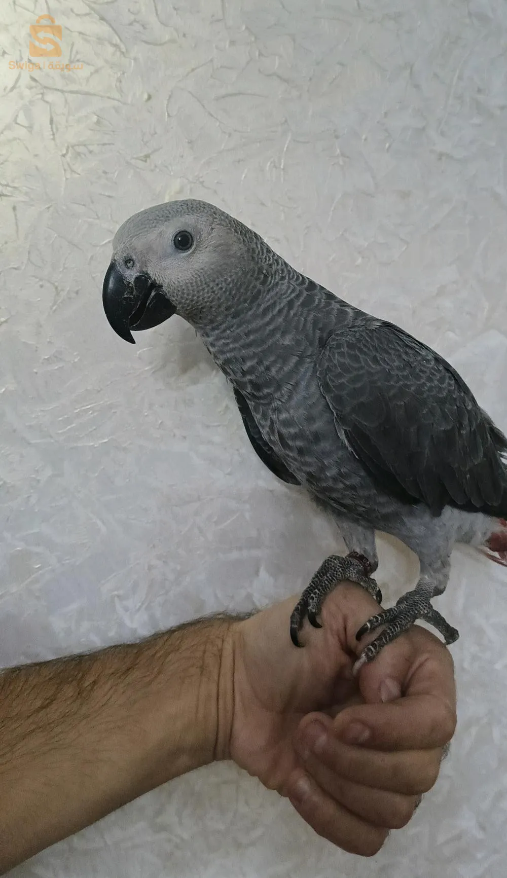 ببغاء الغابوني