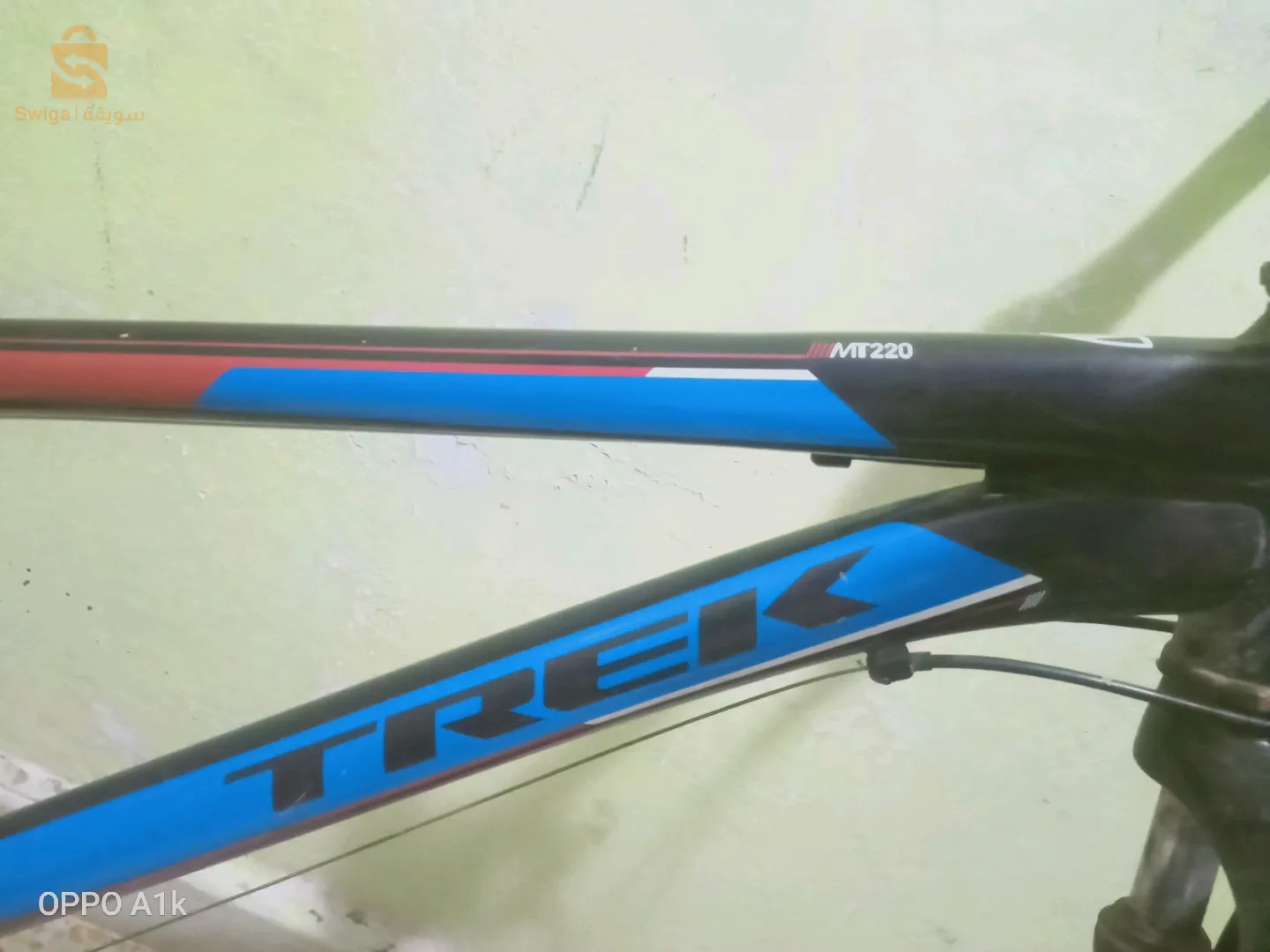 الكاليتوس  الجزائر العاصمة