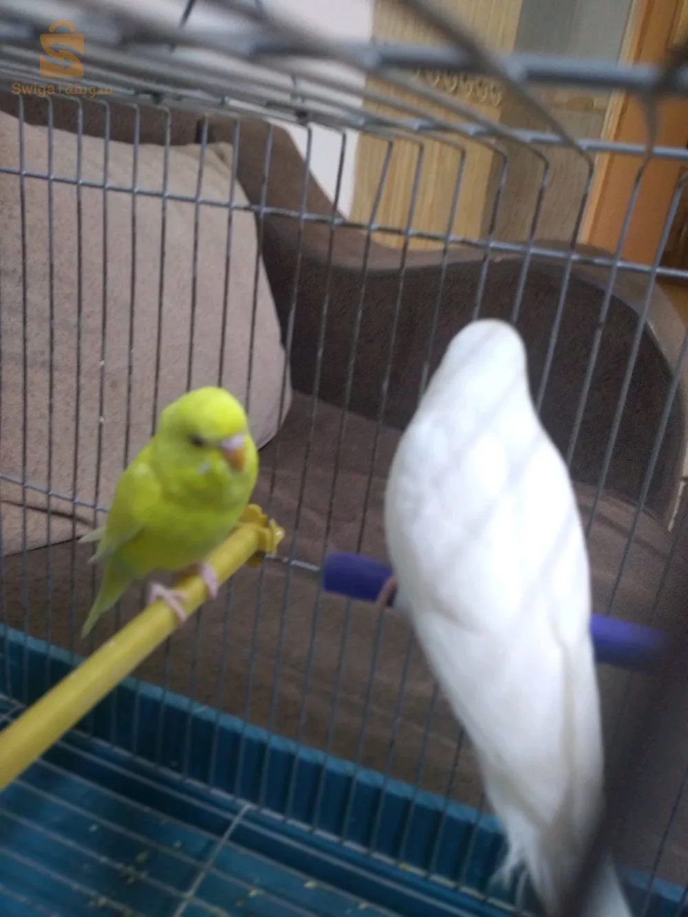 بيريش للبيع البينو زيو روج