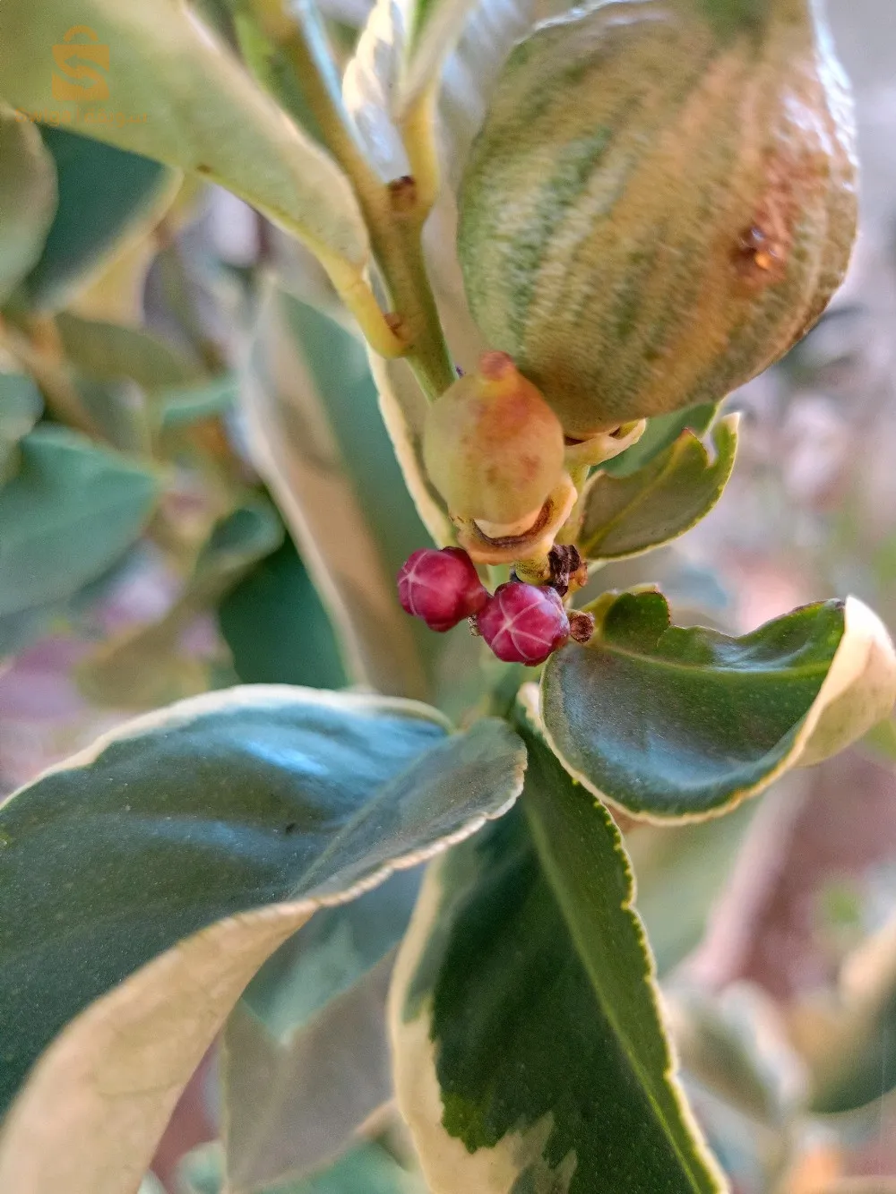 ليمون پاناشي