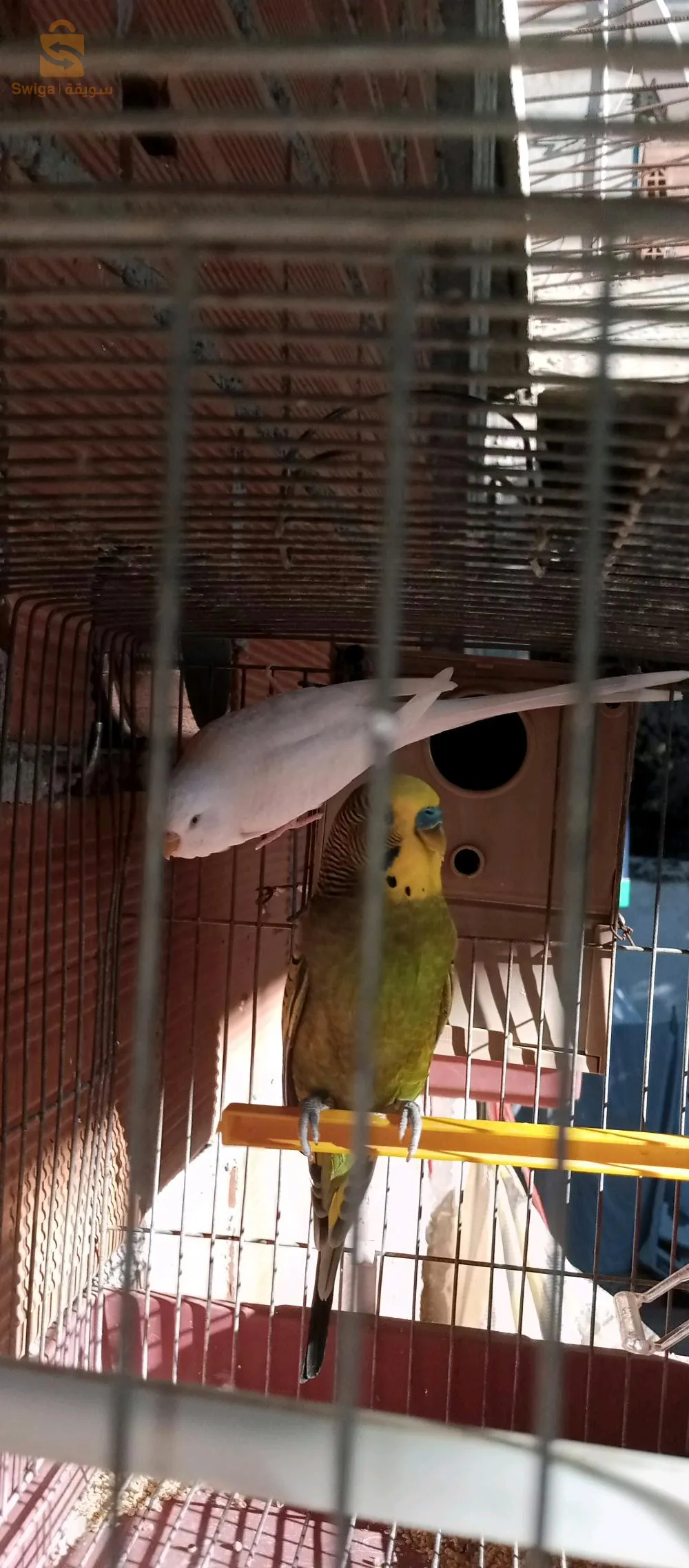 زوج(ذكروانثى) من طائر البادجي