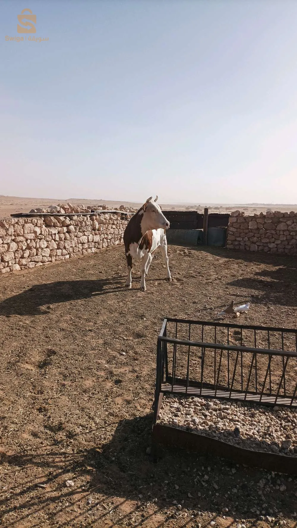 بقرة رباعية عشرة