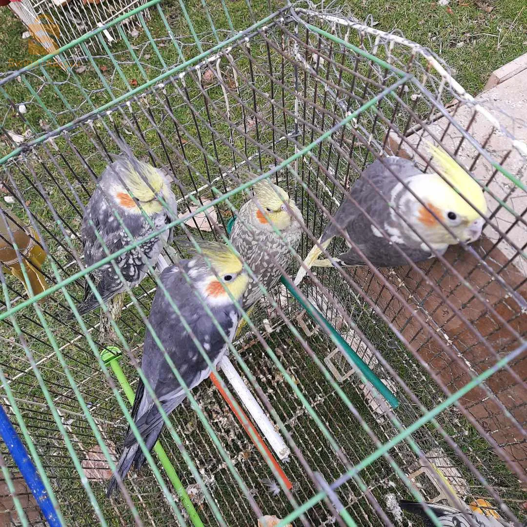 سطيف