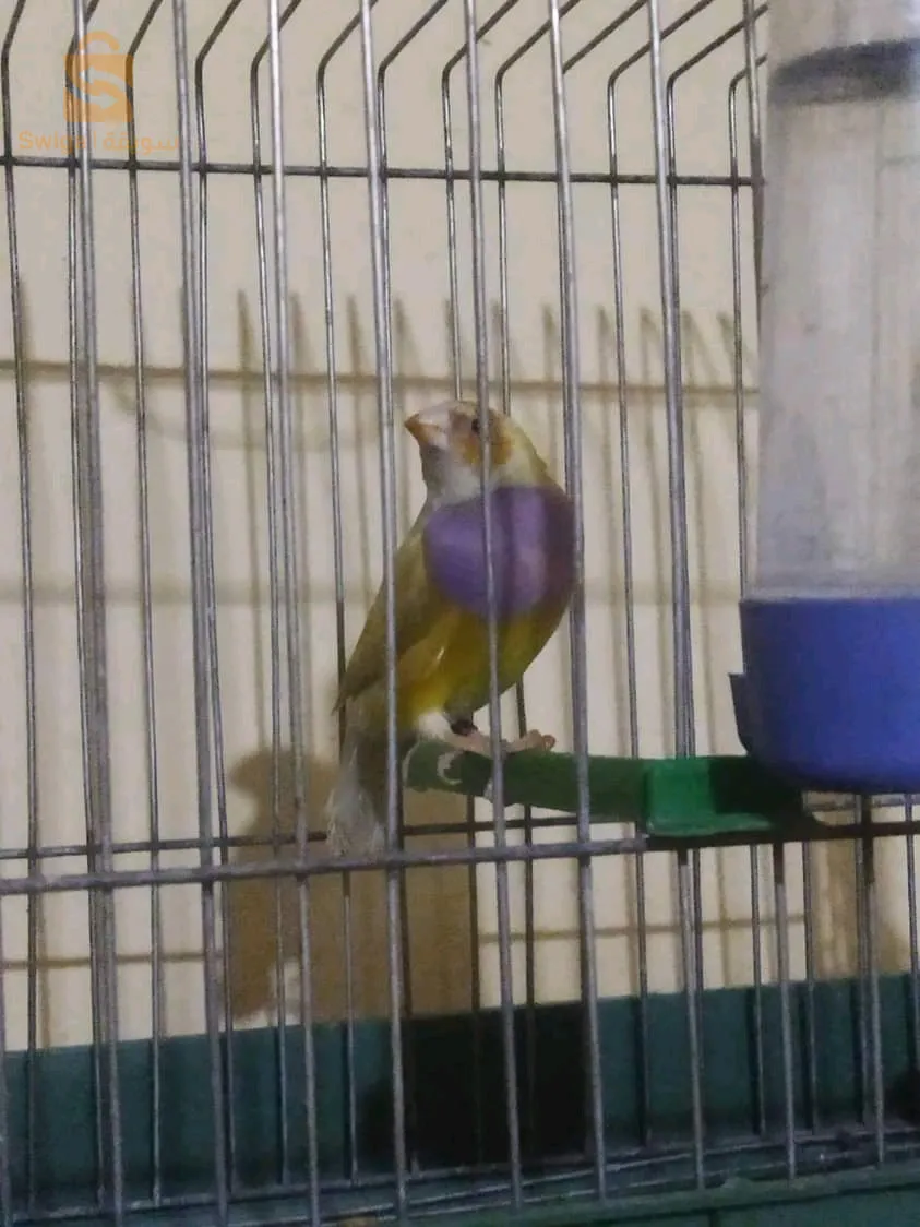 ديامو قولد