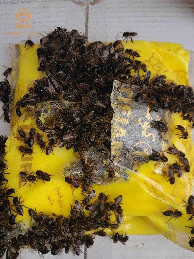 بجانب مسجد عبدالله بن مسعود بوسعادة